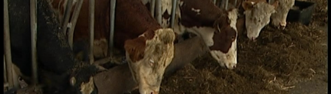 K&uuml;he im Stall | Bildquelle: RTF.1