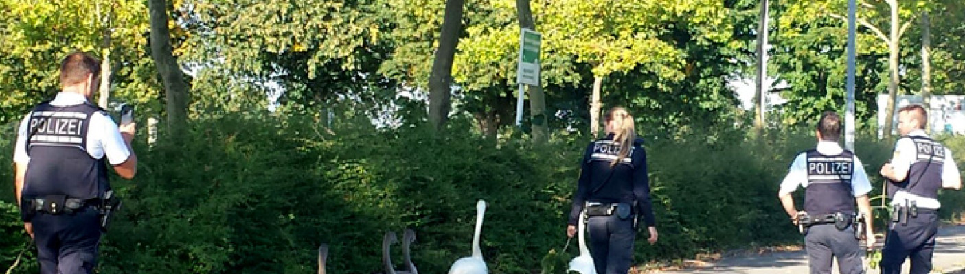Schw&auml;ne auf Abwegen | Bildquelle: Polizei Reutlingen