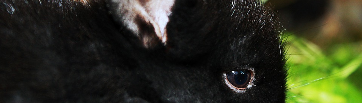 Schwarzes Kaninchen | Bildquelle: pixabay.com