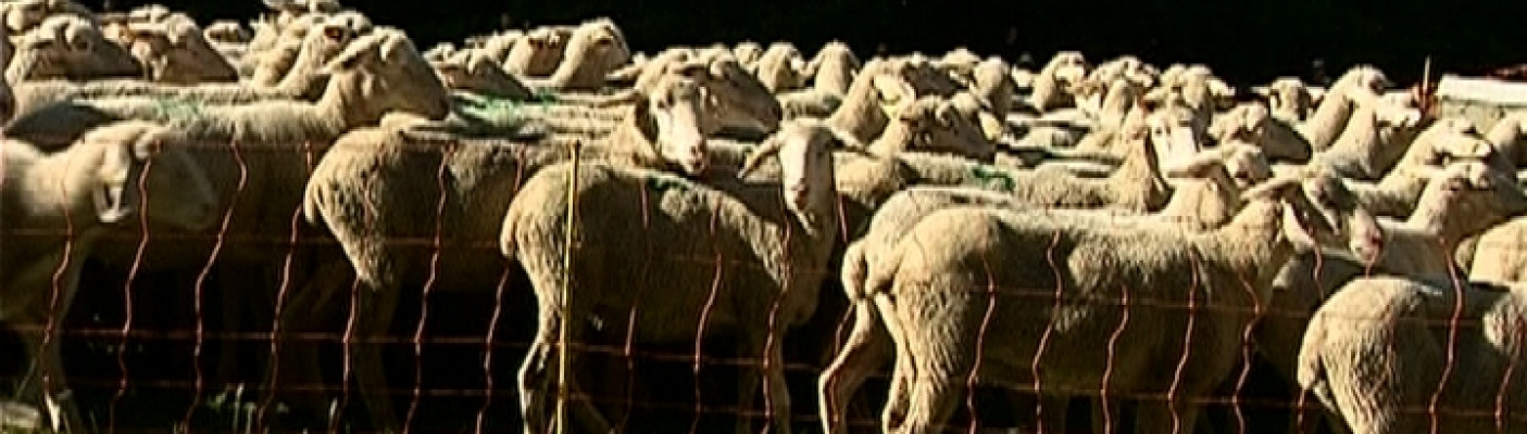 Schafe | Bildquelle: RTF.1