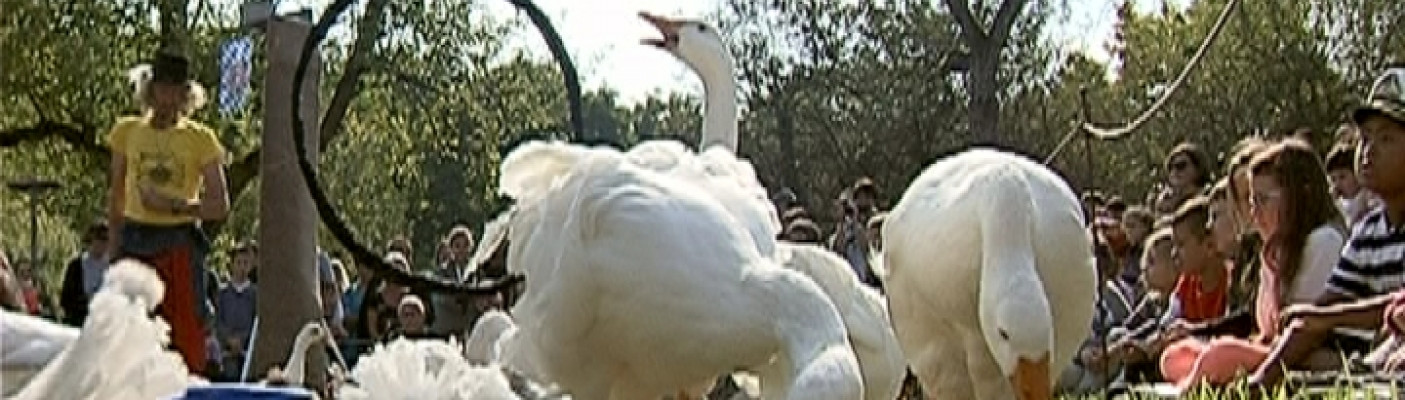 Hohbuchfest | Bildquelle: RTF.1