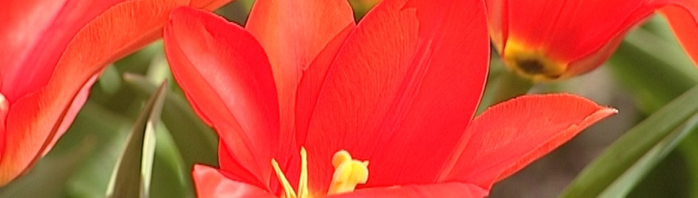 Tulpenbl&uuml;te G&ouml;nningen | Bildquelle: RTF1