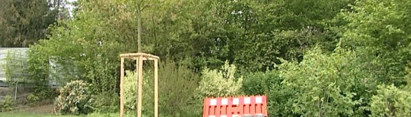 Esskastanie in der Pomologie | Bildquelle: RTF.1