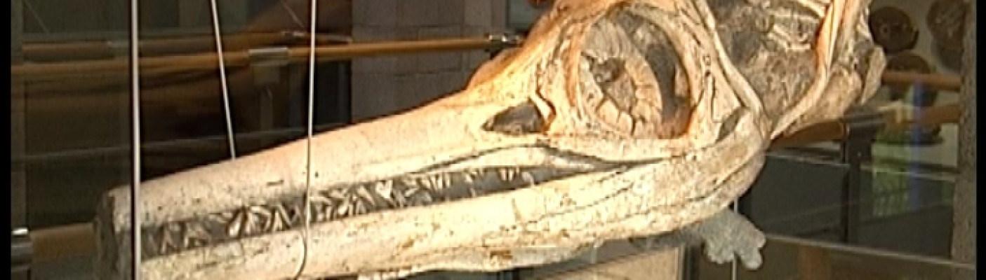 Fossilien Dotternhausen | Bildquelle: RTF1