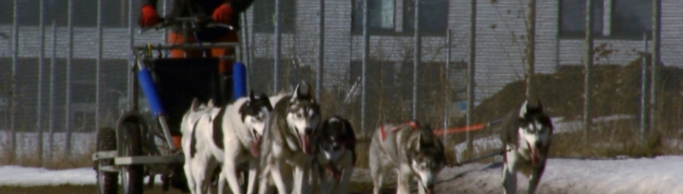 Husky | Bildquelle: RTF.1