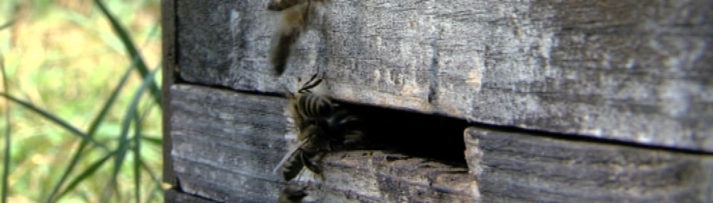 Bienenfest | Bildquelle: RTF.1
