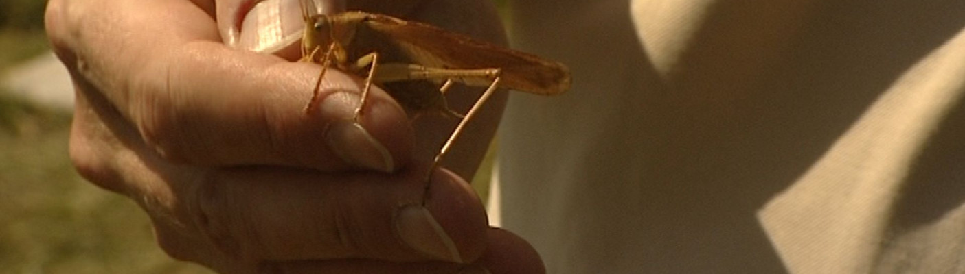 NABU Insektensommer | Bildquelle: RTF.1