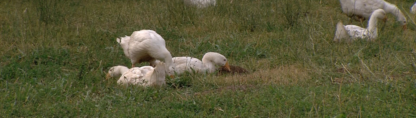 G&auml;nse | Bildquelle: RTF.1