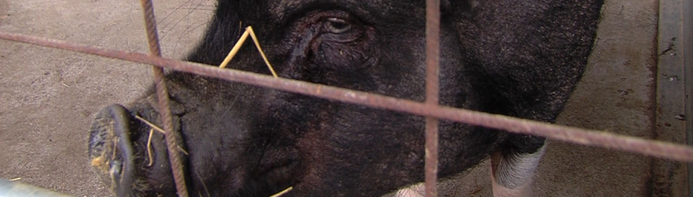 Schwein | Bildquelle: RTF.1