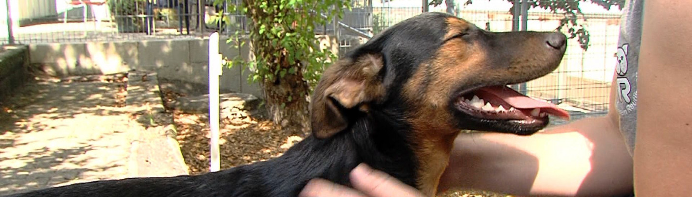 Tierheim Reutlingen | Bildquelle: RTF.1