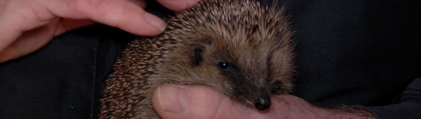 Igel | Bildquelle: RTF1