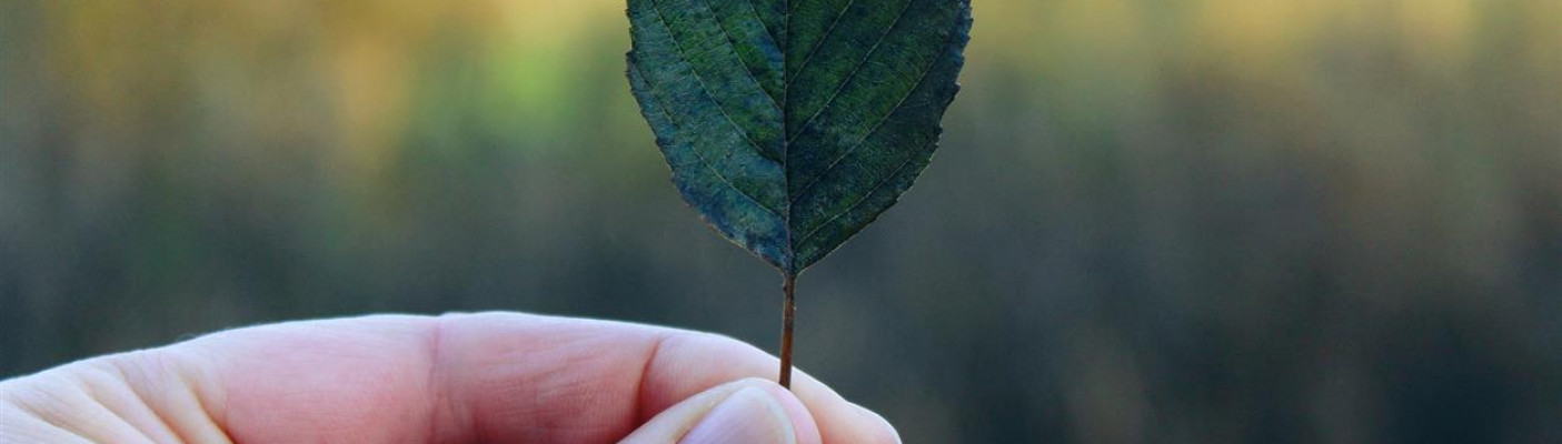 Daumen und Finger halten Blatt | Bildquelle: Pixabay.de