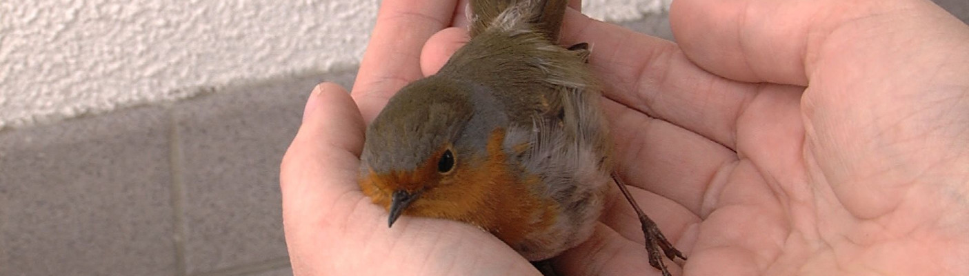 Rotkehlchen | Bildquelle: RTF.1