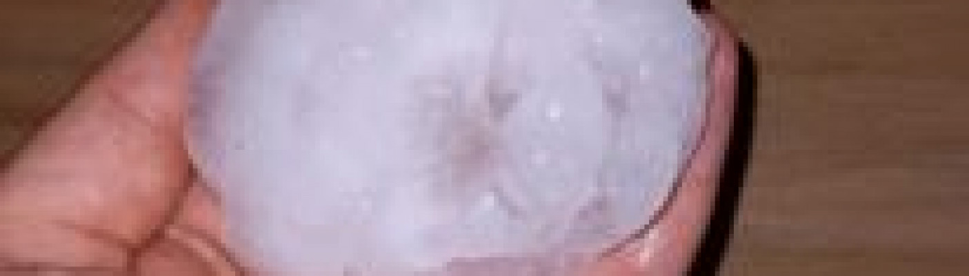 7 cm große Hagelbrocken | Bildquelle: RTF.1- Zuschauer-Foto: Sylvia Schlegel