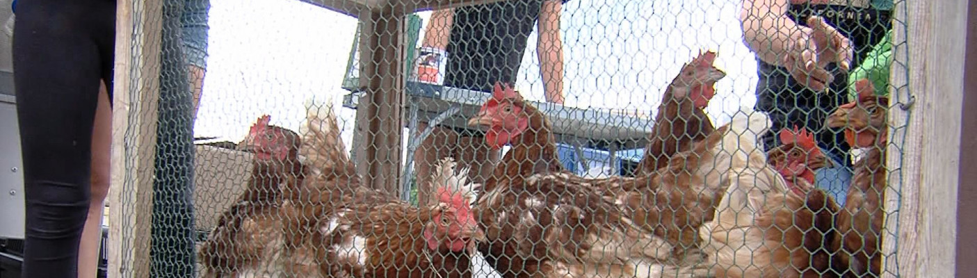 Hühner in Käfig | Bildquelle: RTF.1