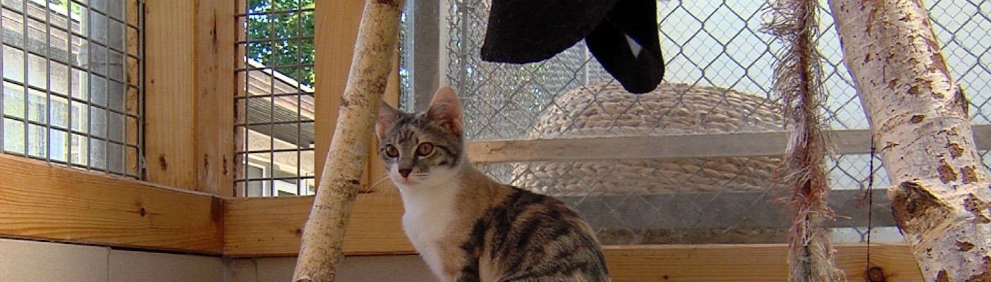 Jungkatze im Tierheim Reutlingen | Bildquelle: RTF.1