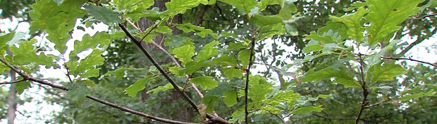 Ast einer Eiche | Bildquelle: RTF.1