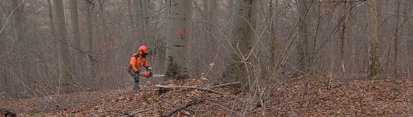 Holzernte | Bildquelle: RTF.1