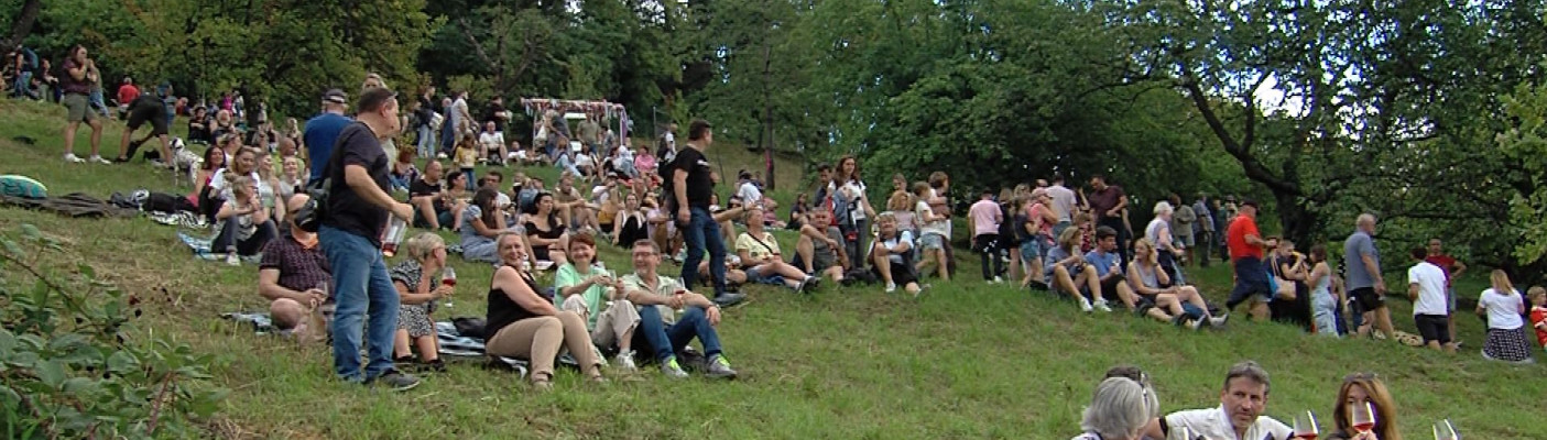 Sommerabend im Weinberg steht bevor | Bildquelle: RTF.1