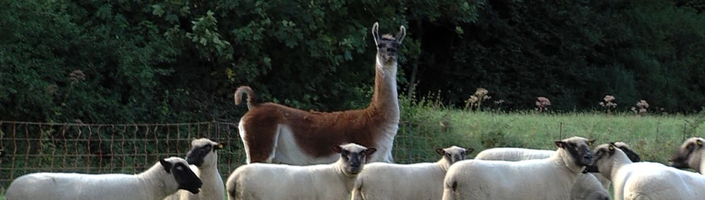 Lama Fritze, Gomadingen | Bildquelle: RTF.1