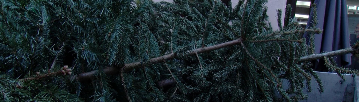 Weihnachtsbaum-Sammelaktion | Bildquelle: RTF.1