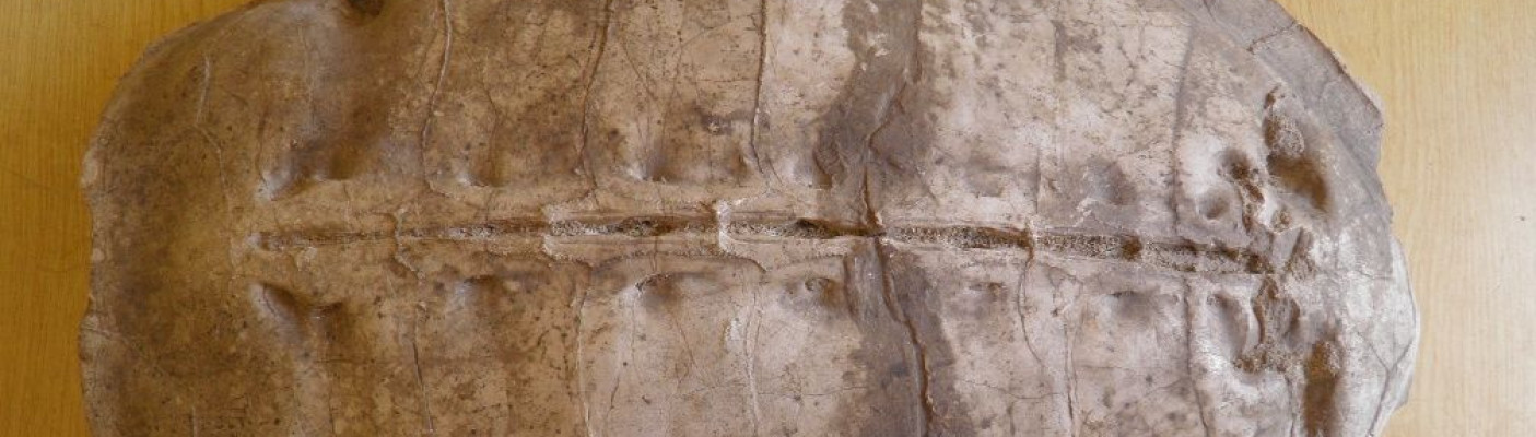 Bislang unbekannte Meeresschildkröte: Syriemis lelunnsis | Bildquelle: Wafa Adel Alhalabi