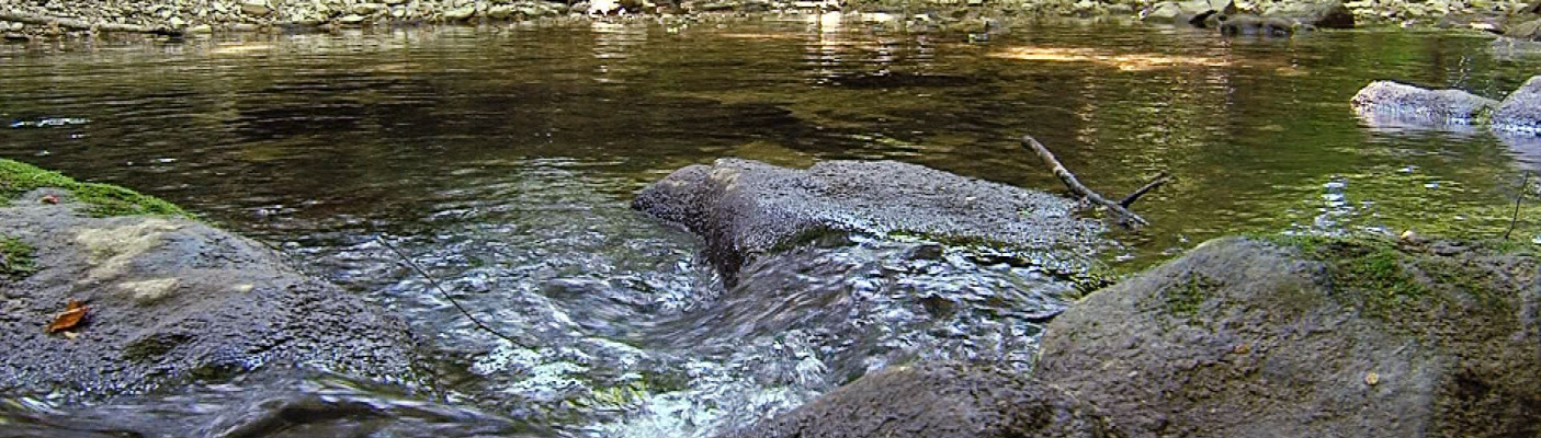 Niedrigwasser am Arbach | Bildquelle: RTF.1