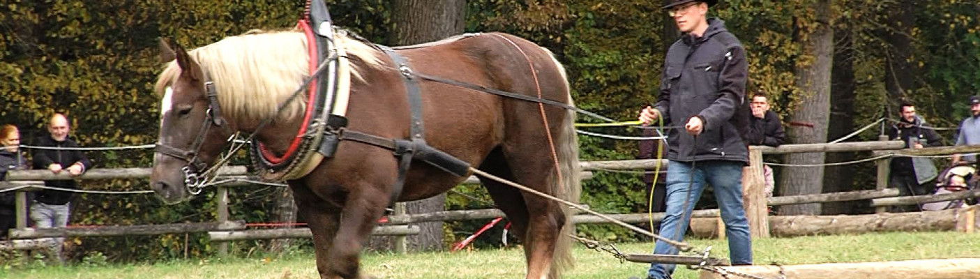 Pferd mit Pflug auf dem Fuhrmannstag | Bildquelle: RTF.1