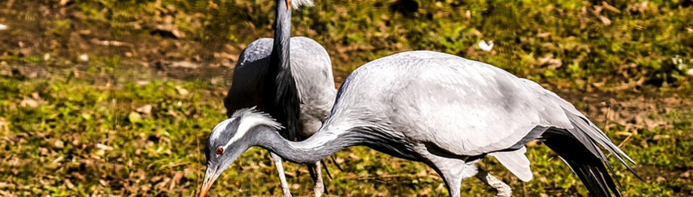 Kranich | Bildquelle: Pixabay