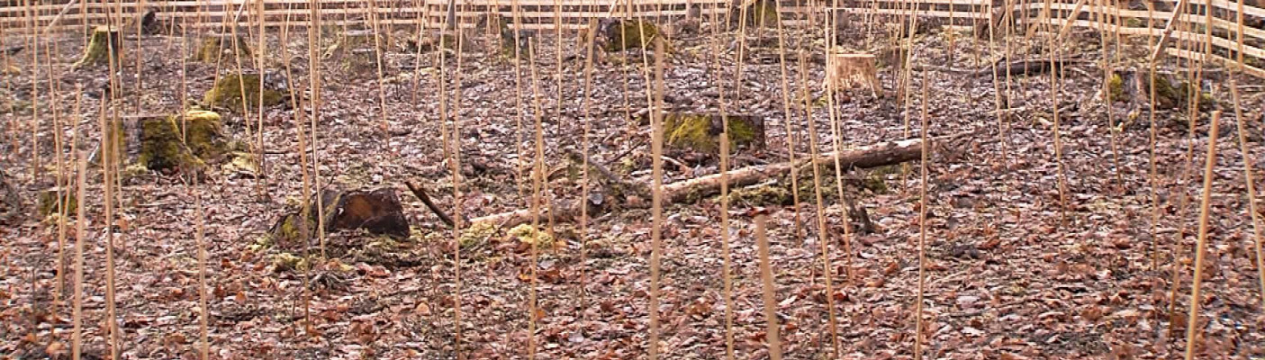 Baumspende im Schonwald | Bildquelle: RTF.1