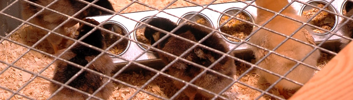 Osterk&uuml;ken Naturkundemuseum Reutlingen | Bildquelle: RTF.1