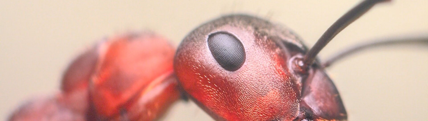 Ausstellung "Waldameisen" im Naturkundemuseum | Bildquelle: RTF.1