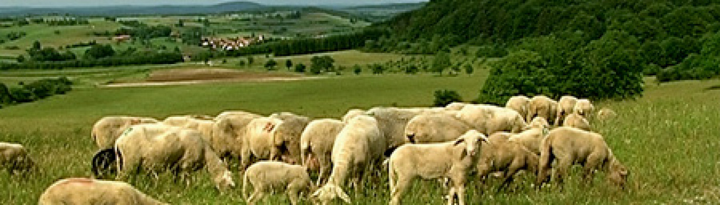 Schafe auf der schwäbischen Alb | Bildquelle: RTF.1