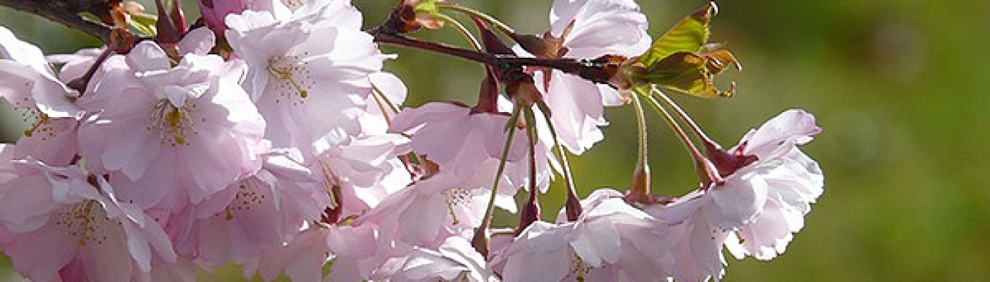 Kirschblüte | Bildquelle: pixabay.com - Hans Braxmeier
