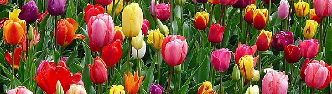 Tulpen | Bildquelle: pixabay.com - Hans