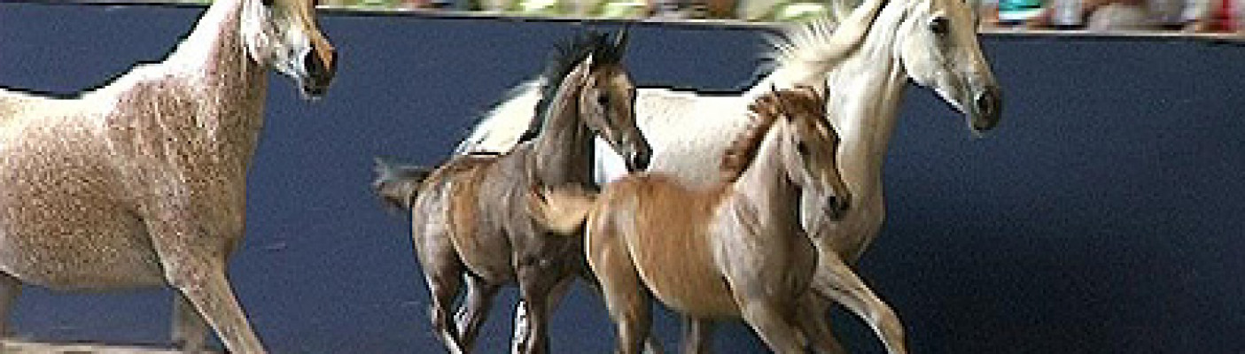 Pferde im Haupt- und Landgestüt Marbach | Bildquelle: RTF.1