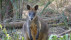 Känguru | Bildquelle: pixabay.com