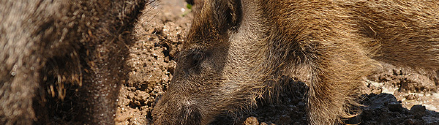 Wildschweine | Bildquelle: RTF.1