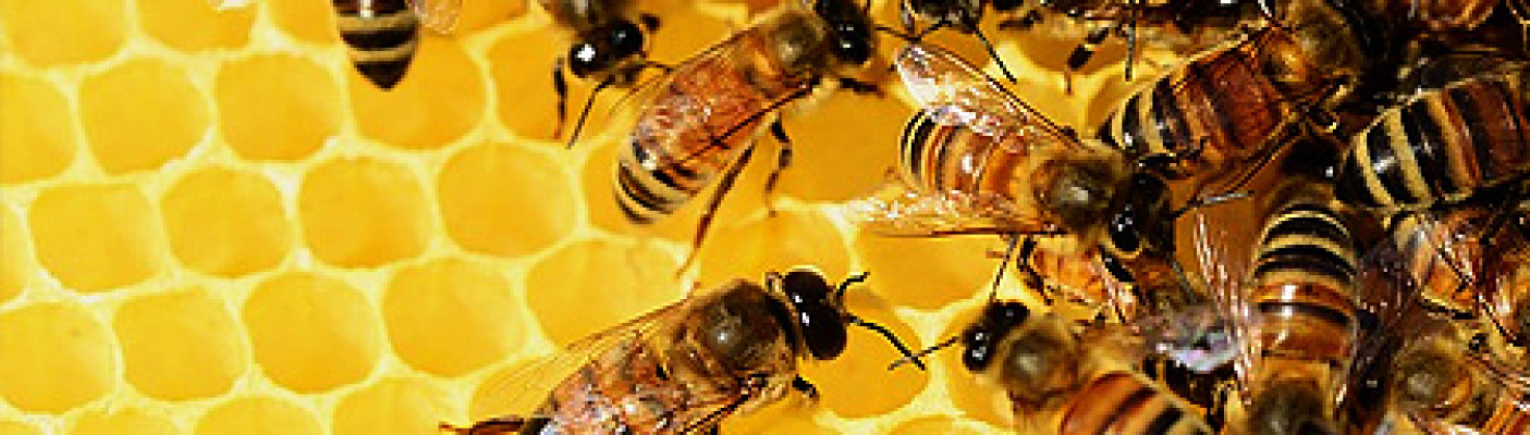 Bienen im Bienenstock | Bildquelle: pixabay.com