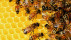 Bienen im Bienenstock | Bildquelle: pixabay.com