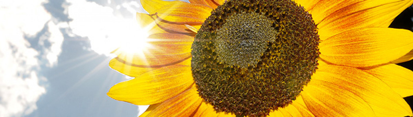 Sonnenblume im Sommer | Bildquelle: RTF.1