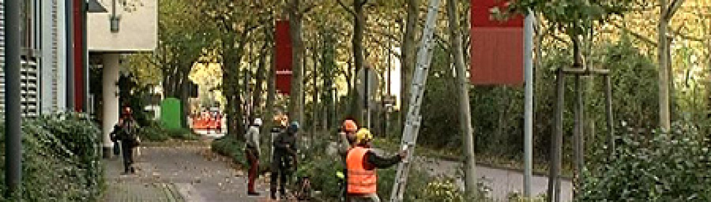 Baumschnitt in Reutlingen | Bildquelle: RTF.1