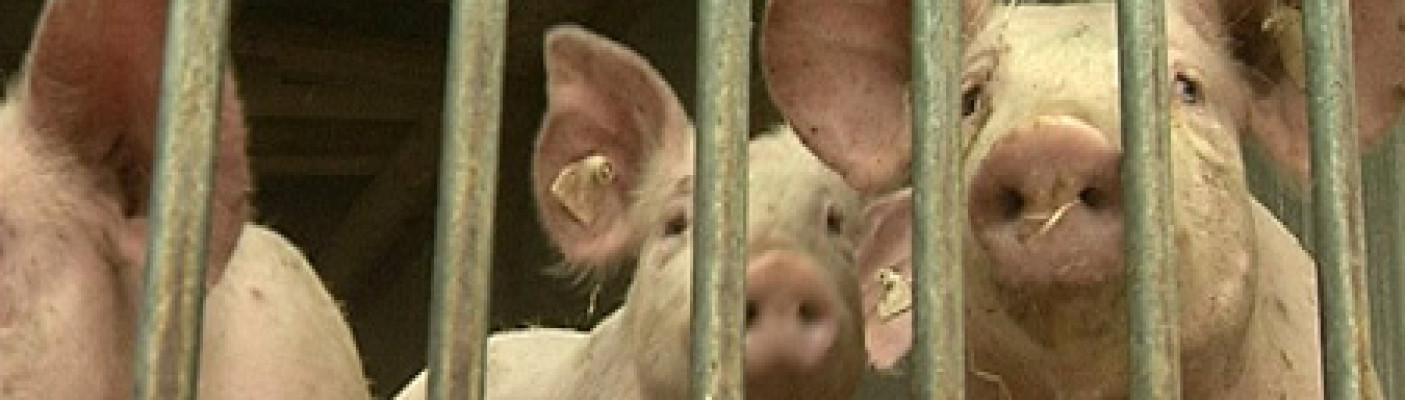 Schweinezucht | Bildquelle: RTF.1