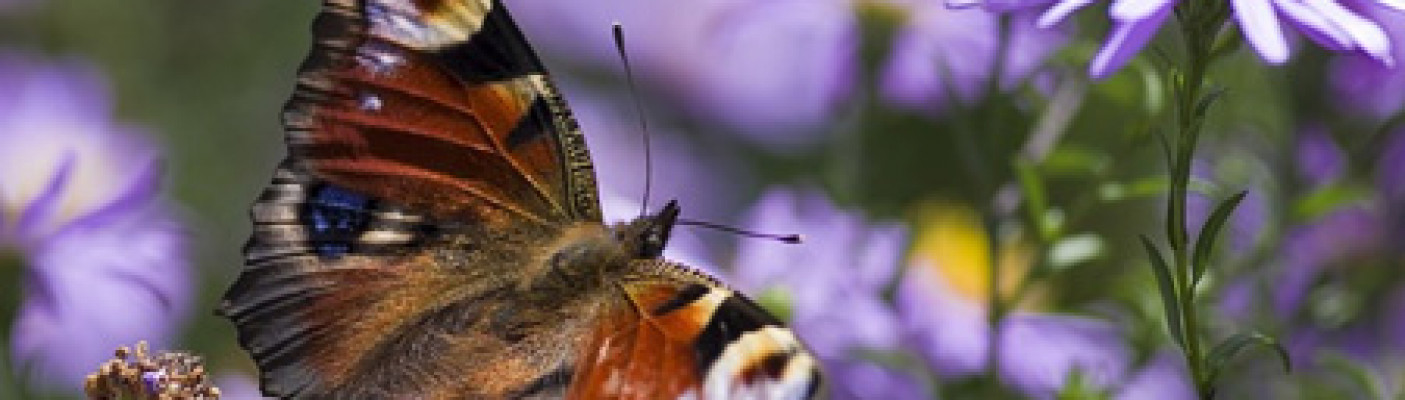 Schmetterling auf einer Blumenwiese | Bildquelle: pixabay.com