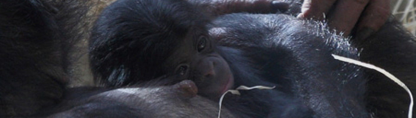 Bonobo-Jungtier "Alima" | Bildquelle: Wilhelma Stuttgart, Kerstin Molthagen