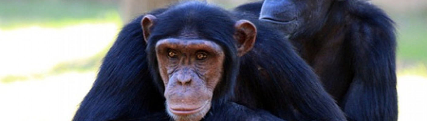 Schimpanse | Bildquelle: pixabay.com