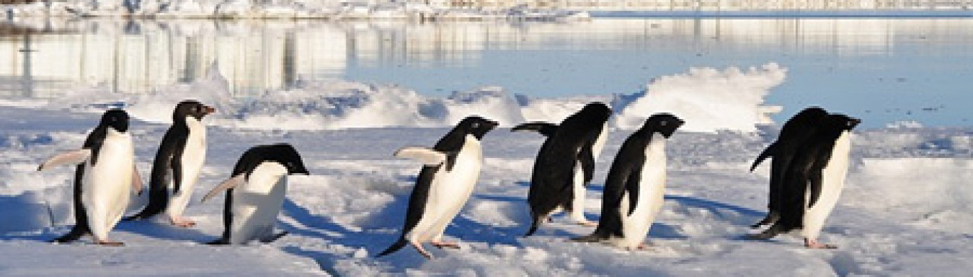 Pinguine in der Antarktis | Bildquelle: pixabay.com
