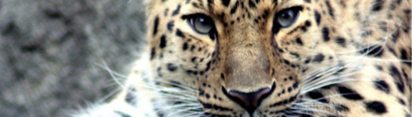 Amur-Leopard | Bildquelle: pixabay.com
