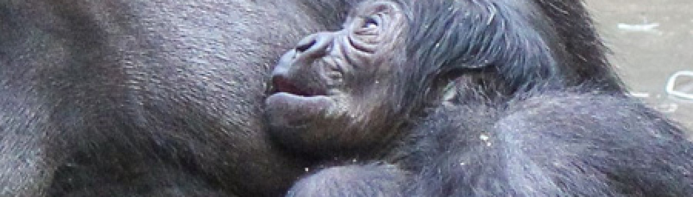 Gorillababy in der Wilhelma | Bildquelle: Wilhelma Stuttgart