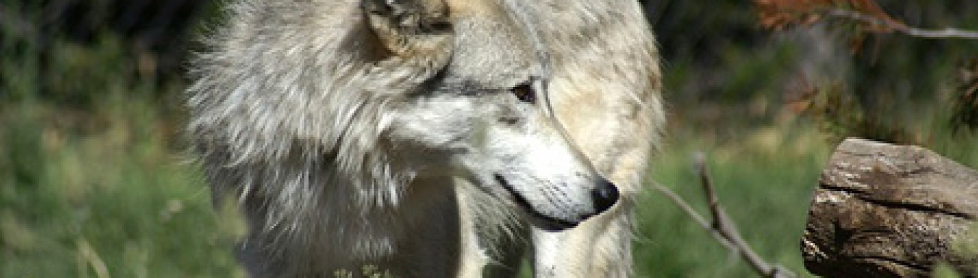 Wolf | Bildquelle: pixabay.com